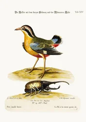 La urraca de cola corta y el escarabajo rinoceronte, 1749-73